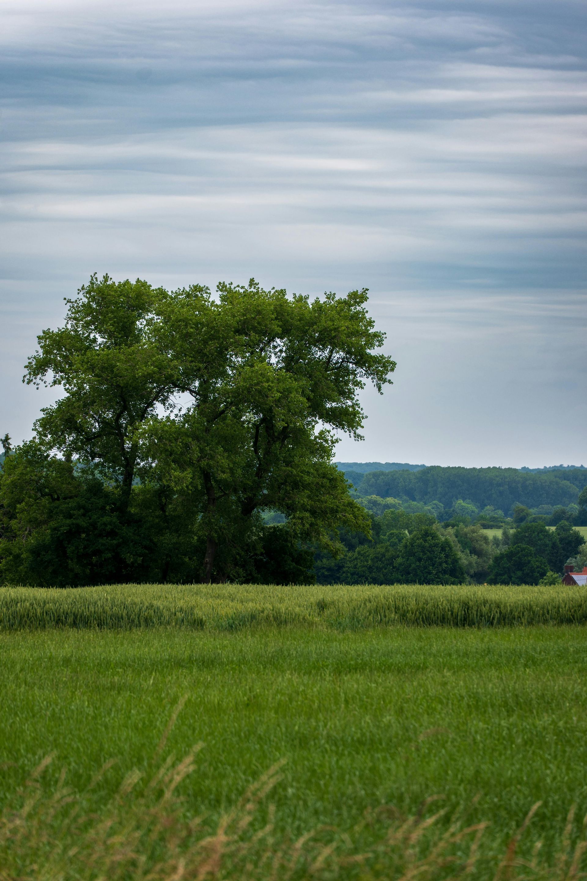 Green field with a leafy tree under a cloudy sky, with hills in the distance.