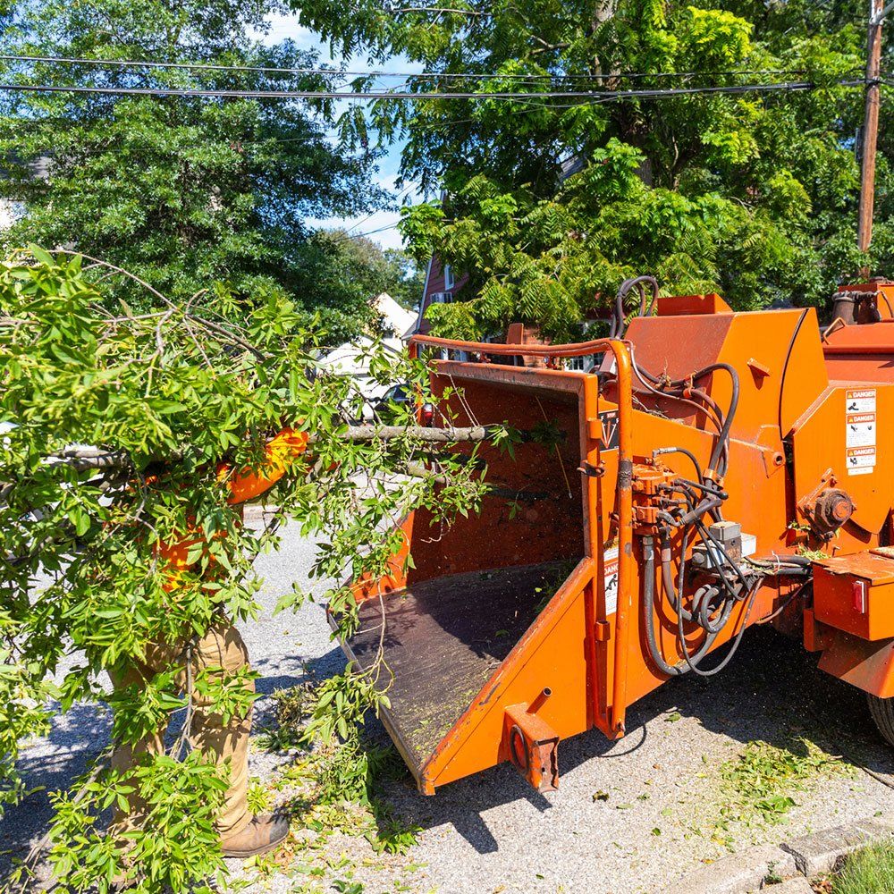 Tree Being Fed Into Wood Chipper — Napa, CA — Wallace Tree Service Experts Tree Being Fed Into Wood Chipper — Napa, CA — Wallace Tree Service Experts