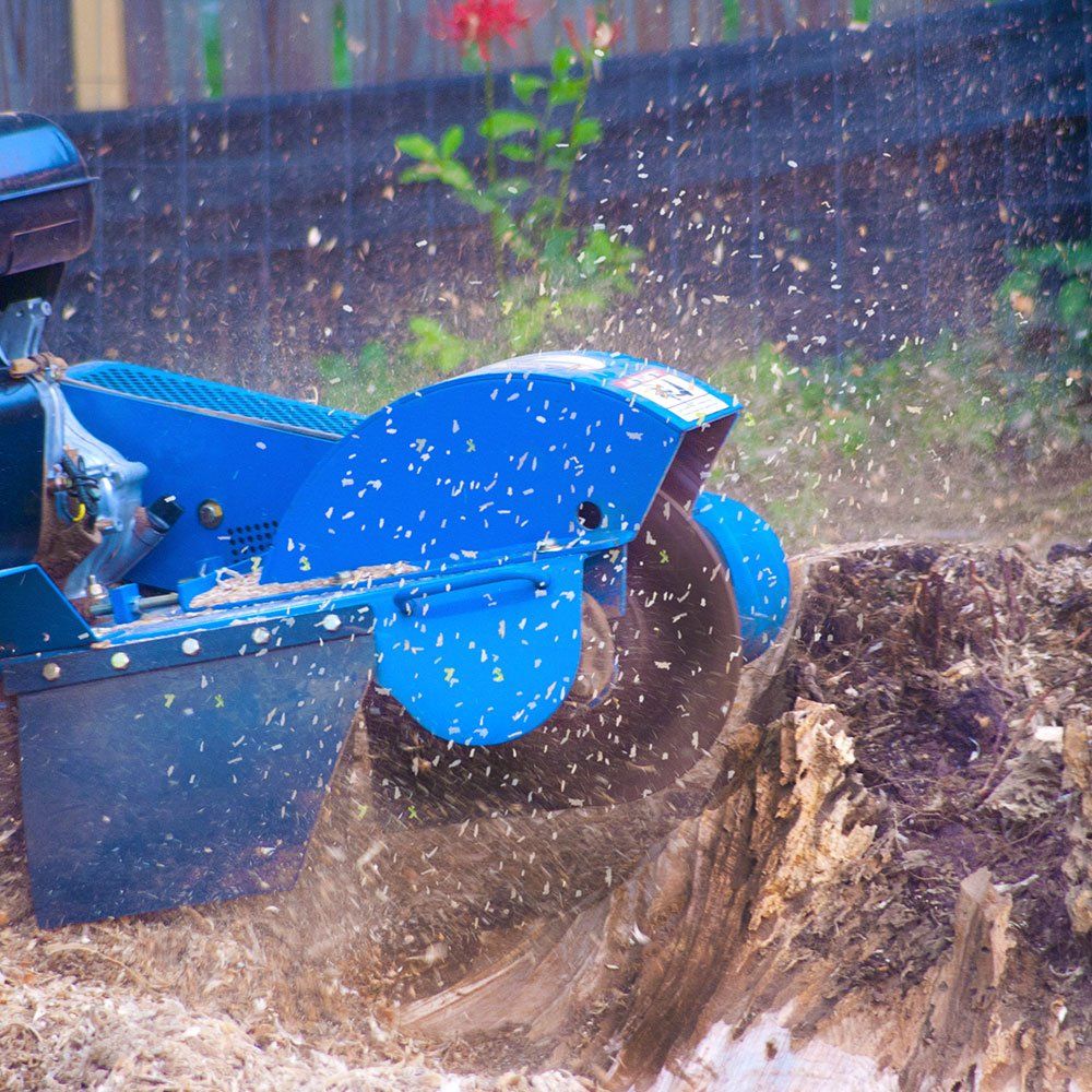 Stump Grinder at Work — Napa, CA — Wallace Tree Service Experts Stump Grinder at Work — Napa, CA — Wallace Tree Service Experts