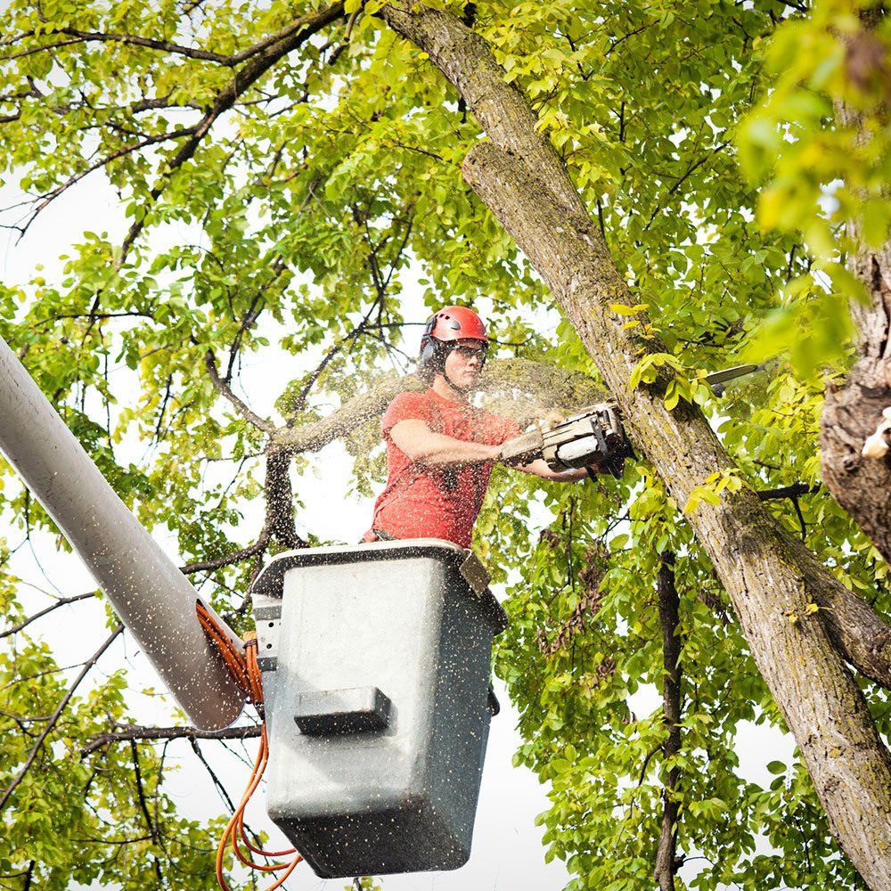 Man Working on Removing a Tree Branch with Chain Saw — Napa, CA — Wallace Tree Service Experts Man Working on Removing a Tree Branch with Chain Saw — Napa, CA — Wallace Tree Service Experts