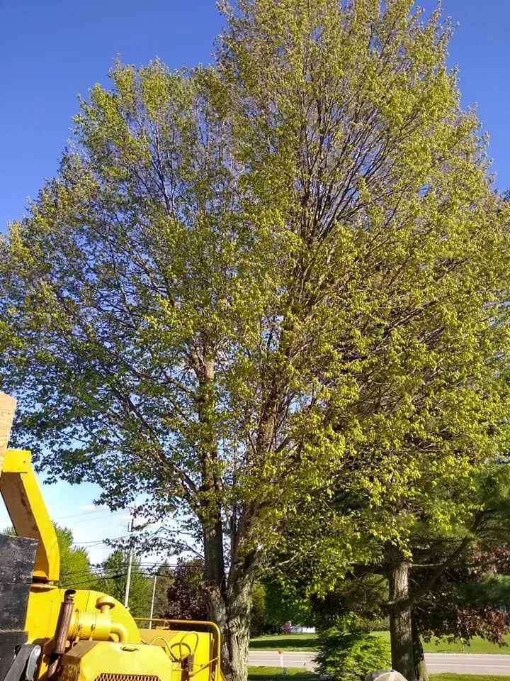 Tree Health Assessment Streetsboro, Ohio