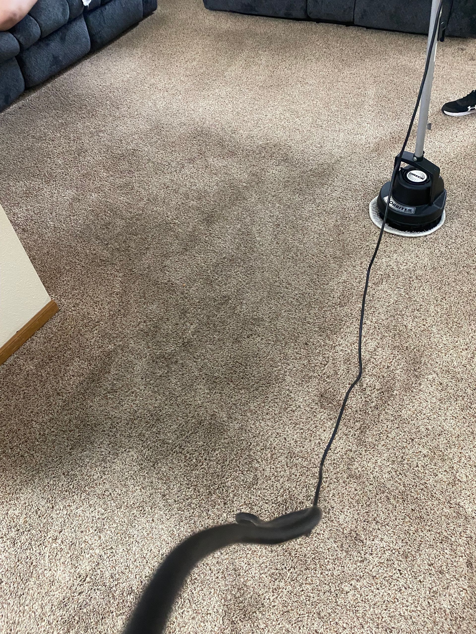 Black snake on carpet near a small black base with a cord, in a room corner