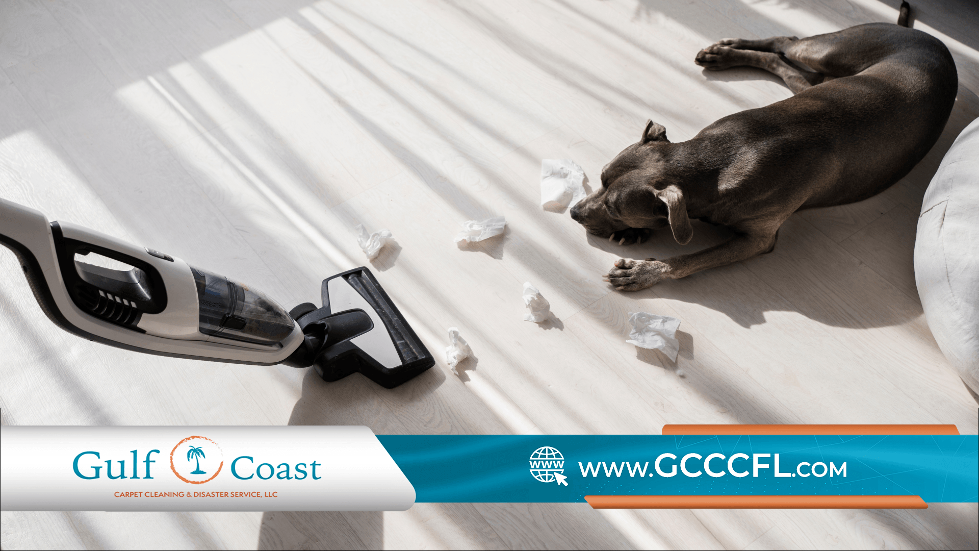 How to Remove Pet Odor and Stains from Carpeting