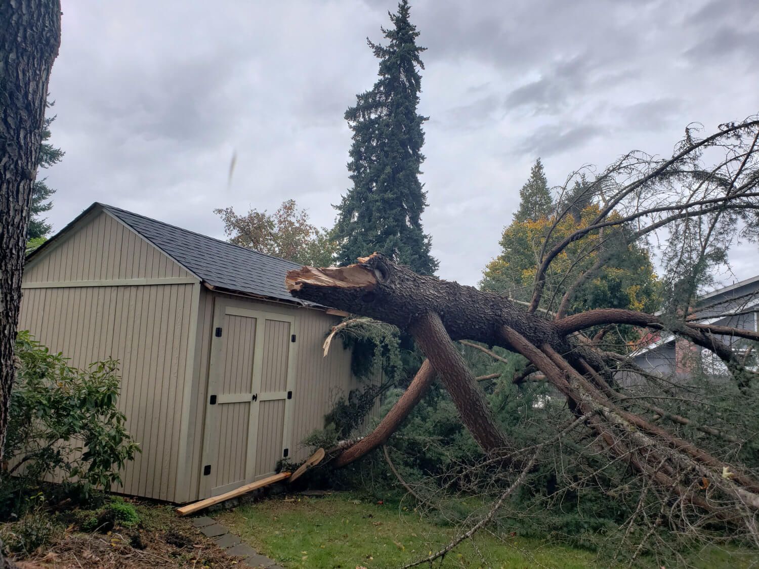 Emergency Tree Services, Storm Damage Tree Remediation