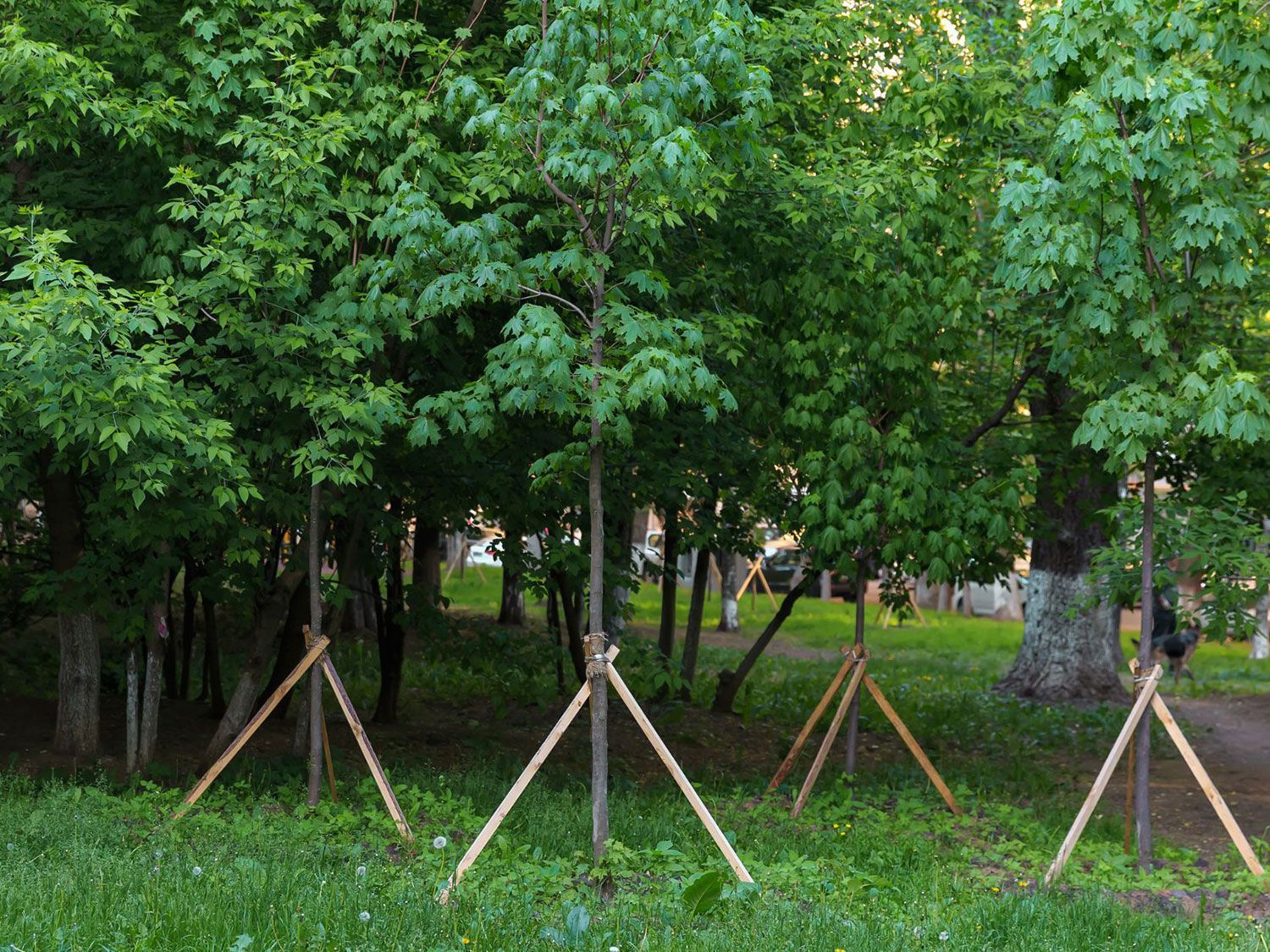Cabling, Bracing, Guying & Propping, tree support systems