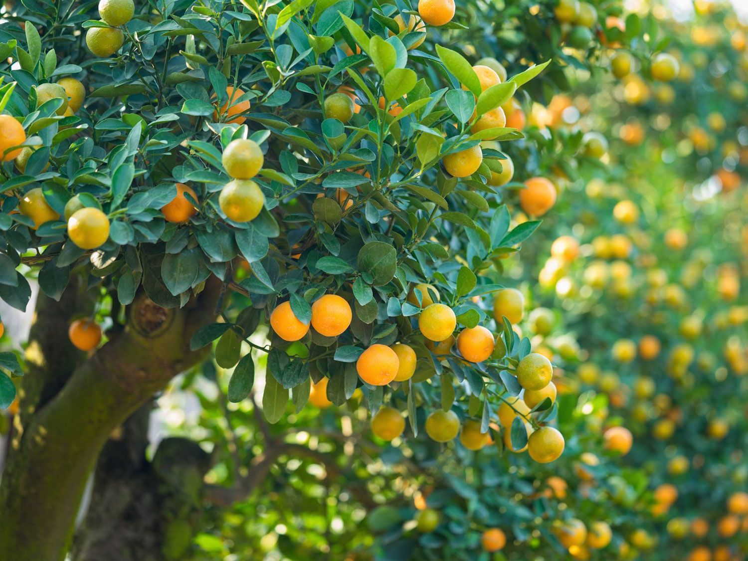 Fruit Tree Pruning