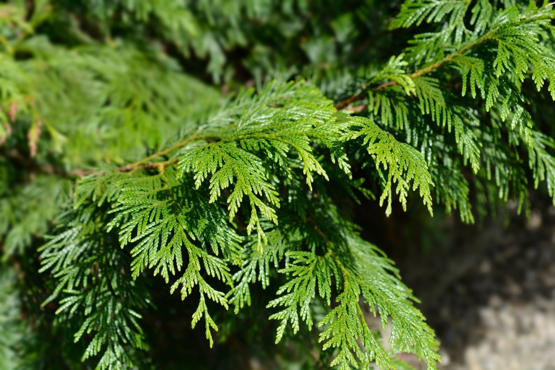 western red cedar