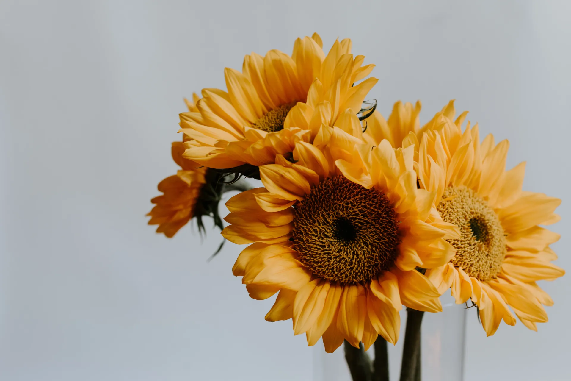 Send Flowers