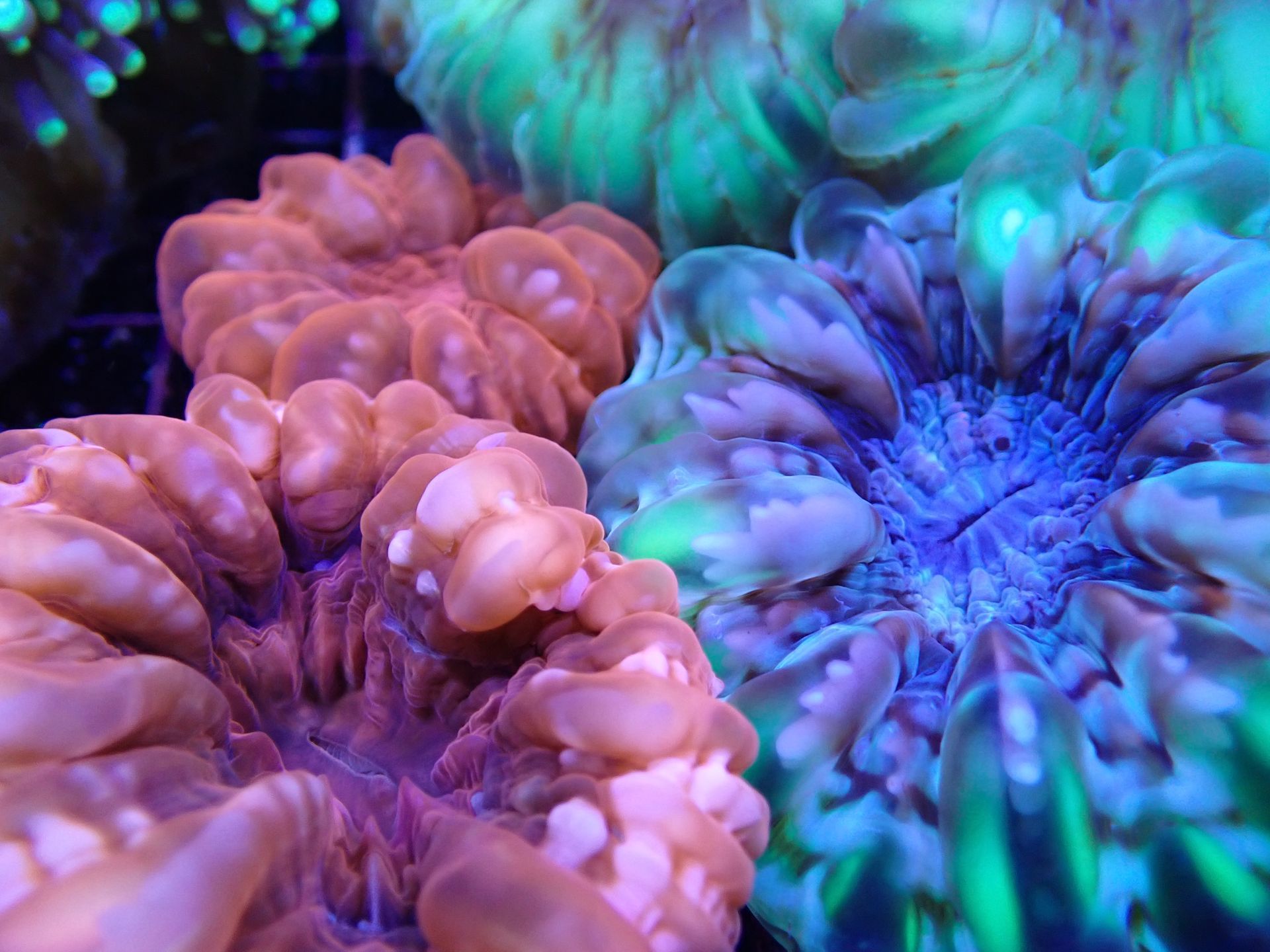 Two fish Are Swimming in a Tank With a Blue Background