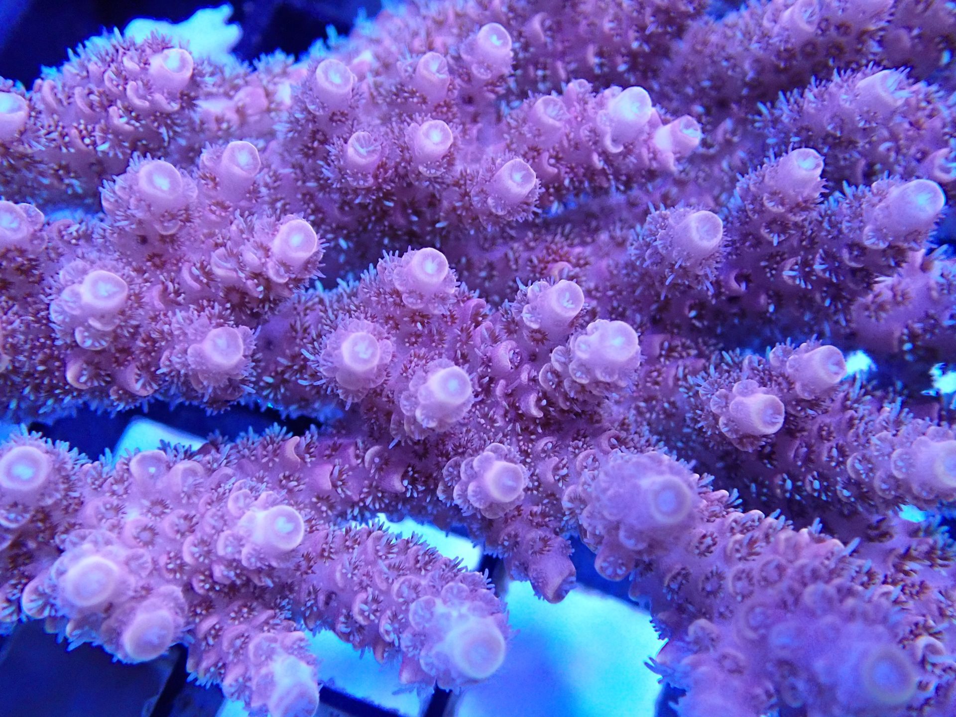 A Small Aquarium Filled With Corals and Fish is Sitting on a Table — Finatics Marine in Macquarie, NSW