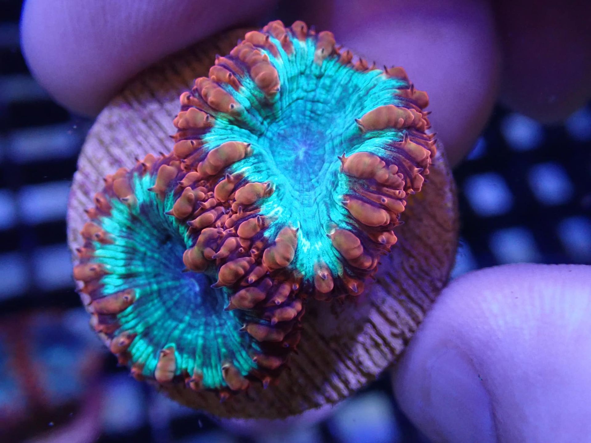 Coral blue