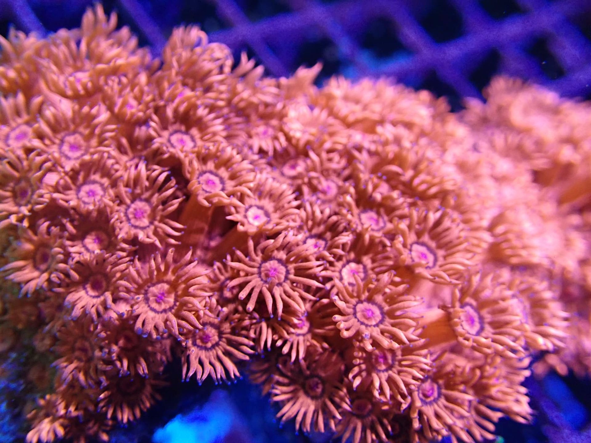 Coral pink