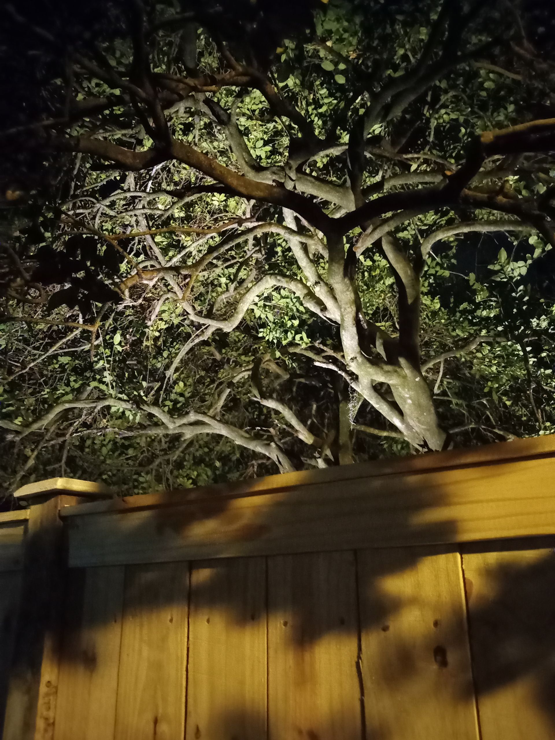 Tree branches over a wooden fence at night, lit by warm light.