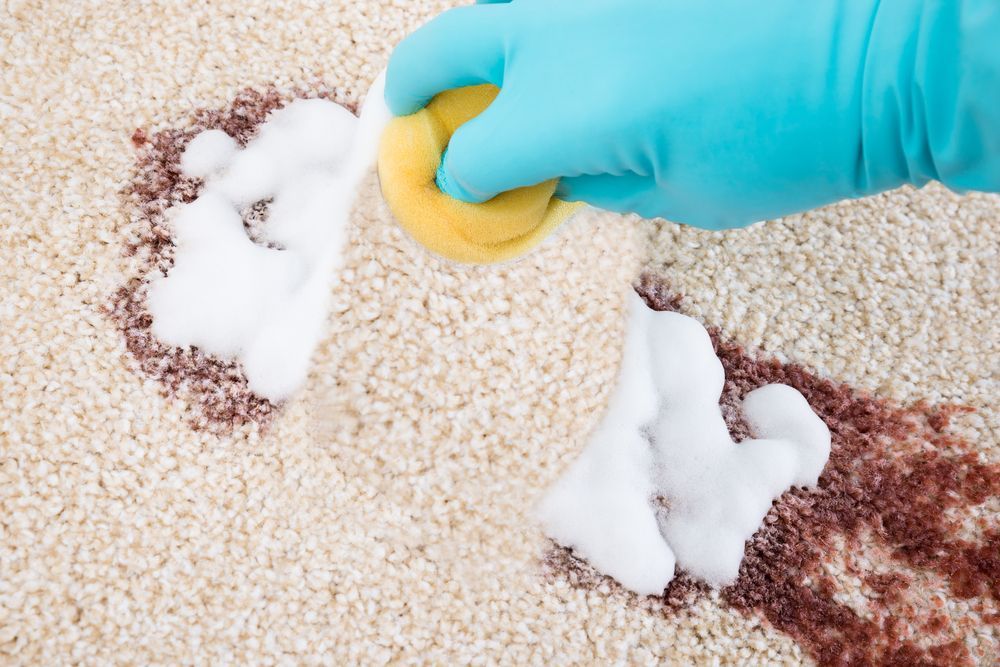 A person is cleaning a carpet with a sponge and foam.