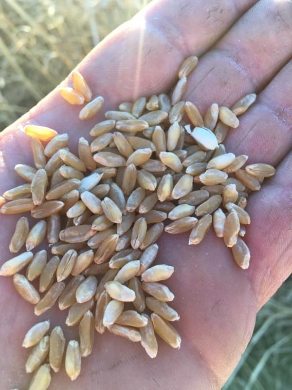 Il palmo aperto di una persona che stringe una manciata di chicchi di grano appena raccolti, di colore marrone chiaro, sullo sfondo sfocato di un campo.