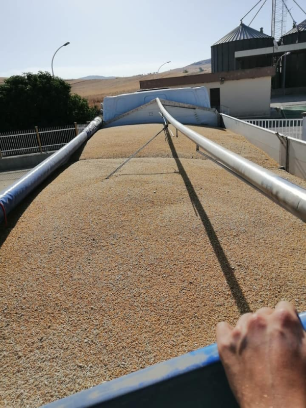 Vista dall'alto di un rimorchio per camion carico di grano dorato, con un palo di supporto metallico che corre lungo il centro.