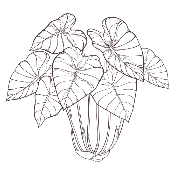 Line drawing of a potted plant with large heart-shaped leaves