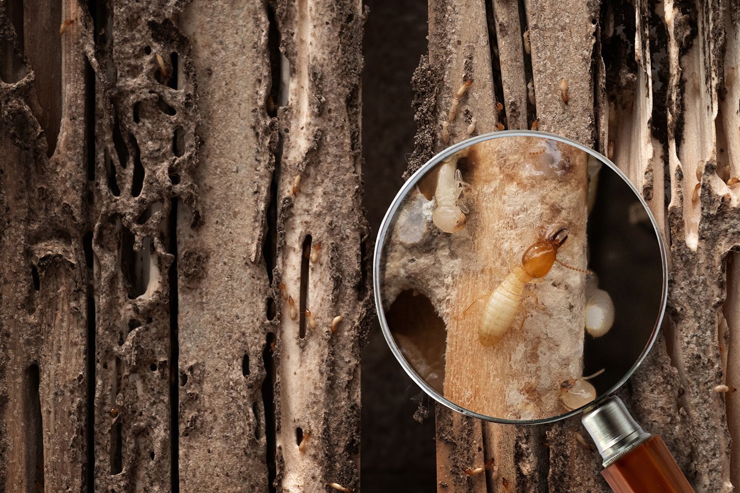Magnifying glass showing termites on damaged wood. Magnifying glass showing termites on damaged wood.