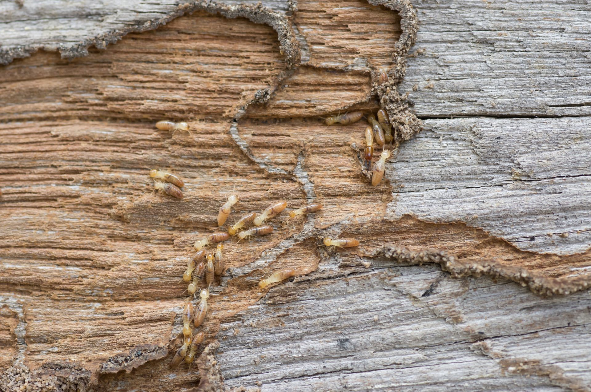 Close-up of subterranean termites tunneling through damaged wood with mud trails Close-up of subterranean termites tunneling through damaged wood with mud trails