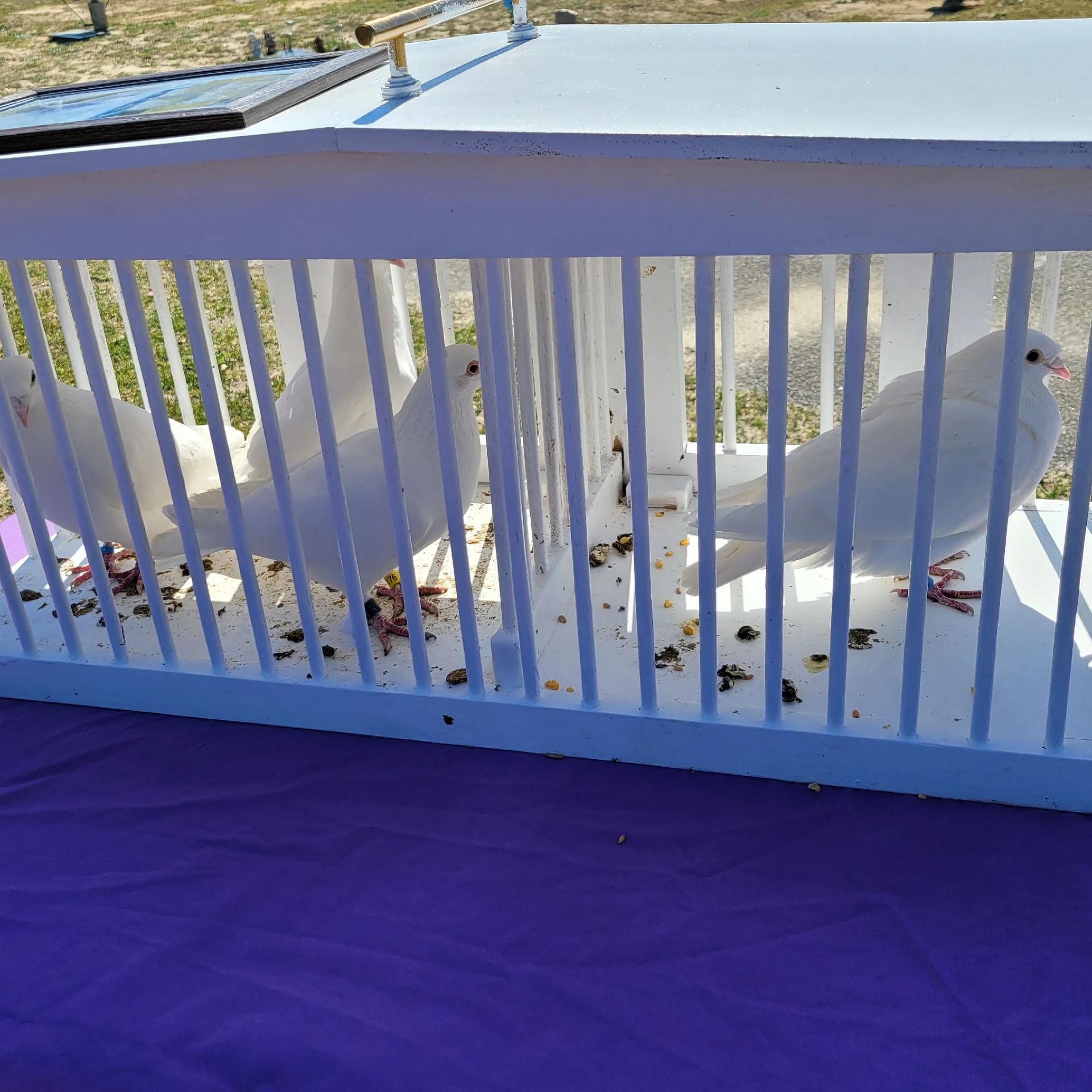 Three white doves inside a white cage with food scattered on the floor.