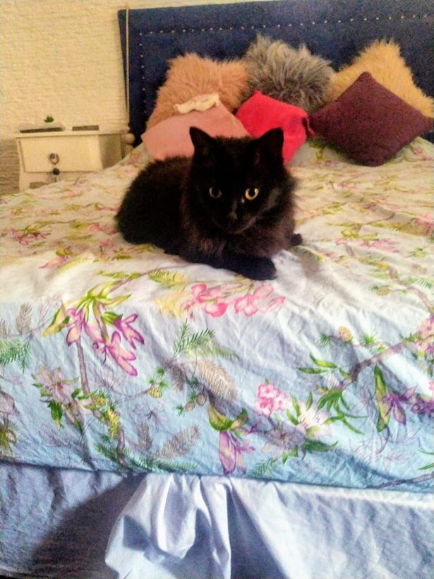 Gato negro sobre una colcha floreada, mirando a la cámara. Almohadas contra un cabecero azul con botones.
