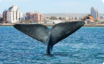Madryn + Esquel + San Martin Bus 11/10