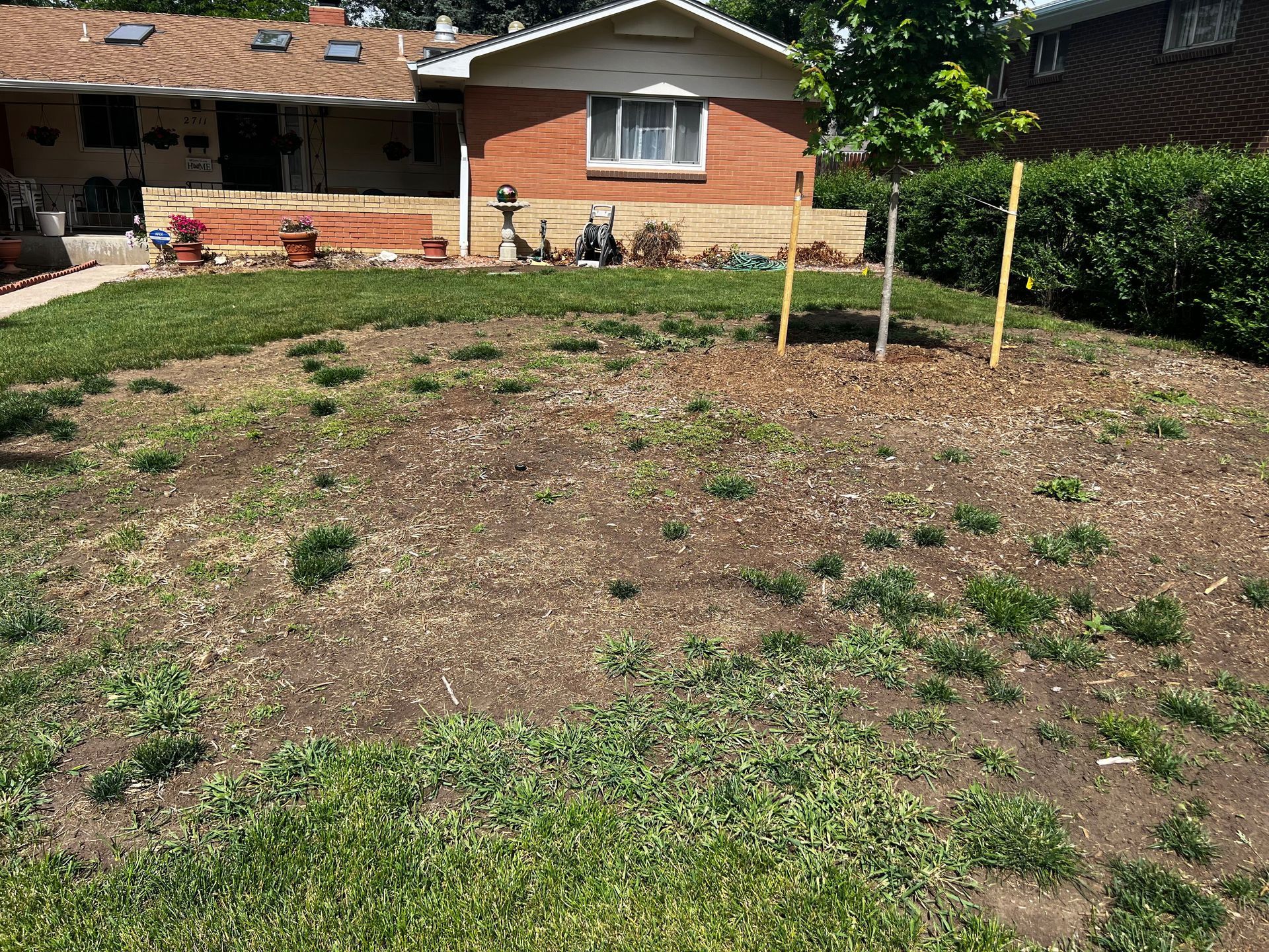 Front yard in need of some work. Lakewood, CO