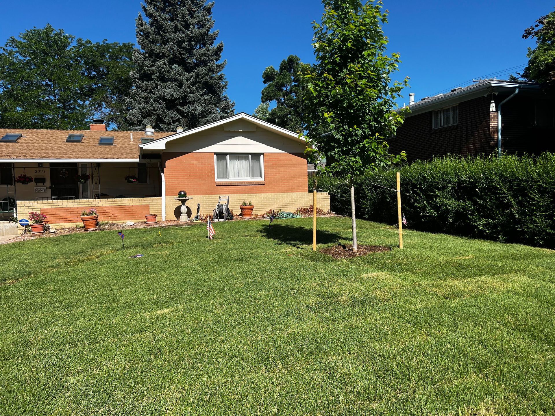 Reclaim yard, amend soil and plant grass. Denver, CO