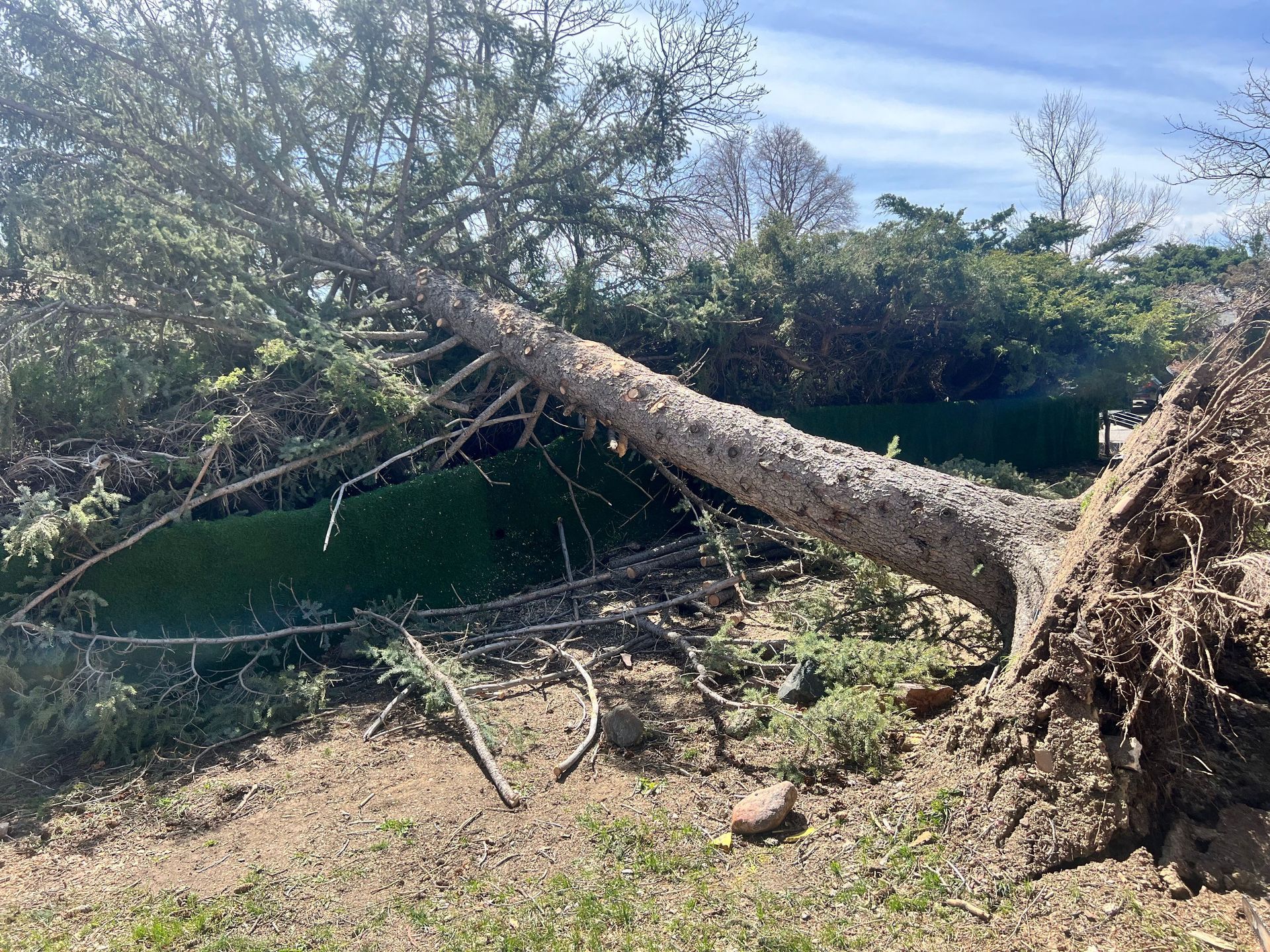 Neglecting weak, shallow root systems can lead to damage on neighbors property. Lakewood, CO