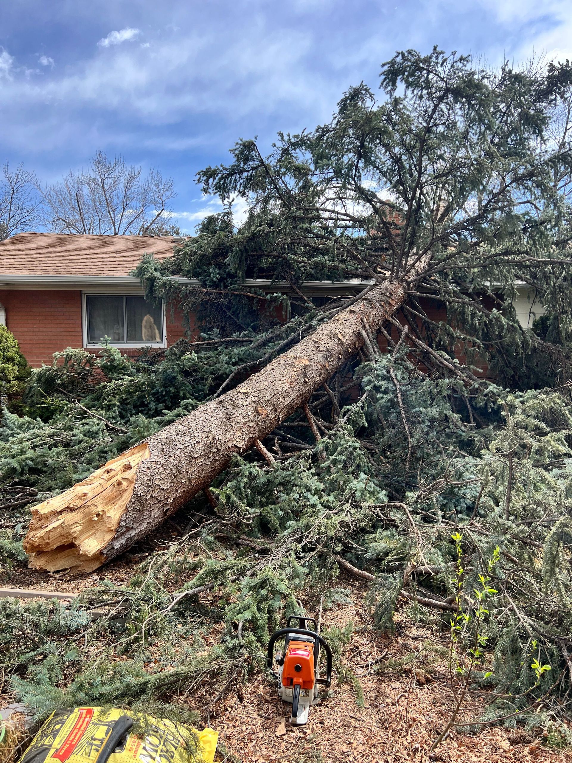 Large Spruce blown over and fell on a house during a windstorm. Lakewood, CO