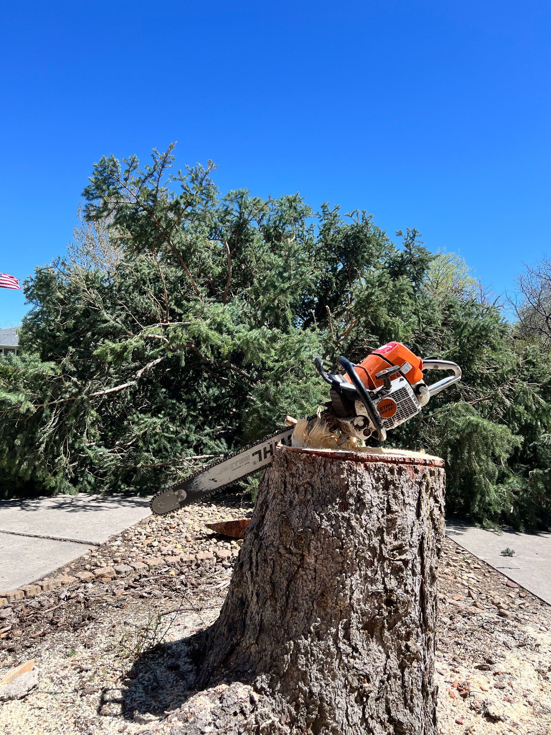 Tree removal — Denver, CO — Moore Stump Removal