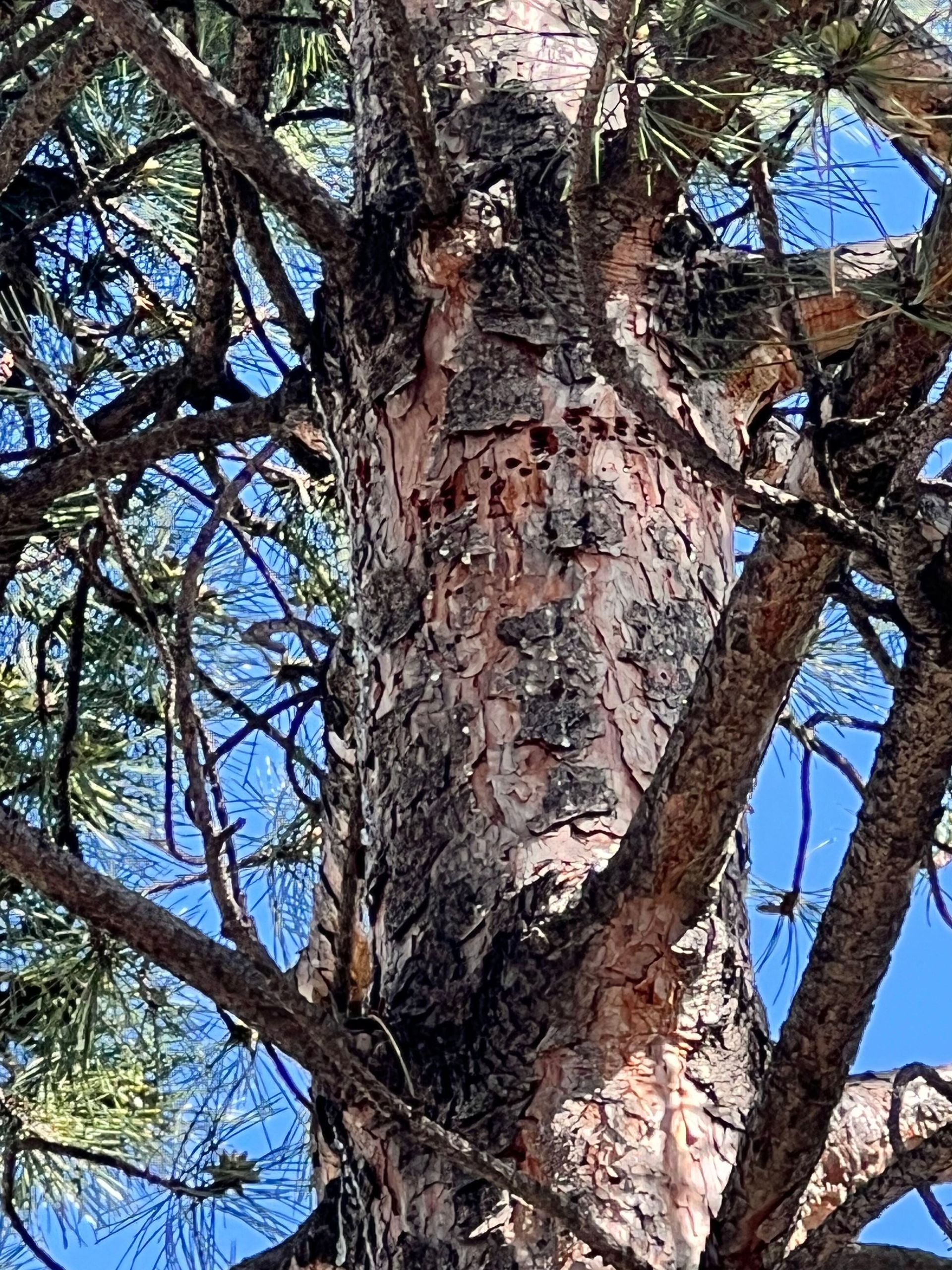 Bug infected tree. Morrison, CO