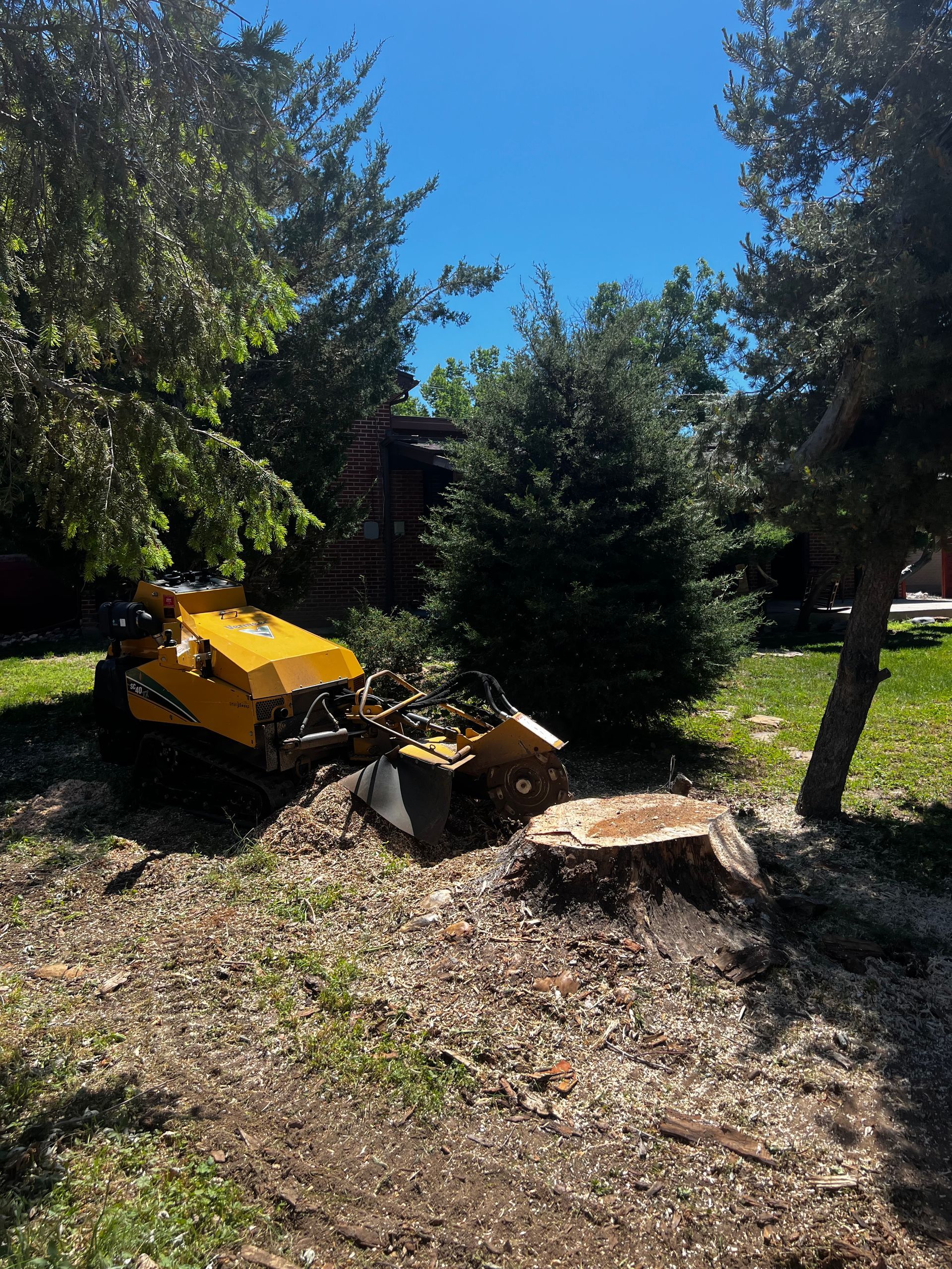 Arborist Cutting Tree — Denver, CO — Moore Stump Removal
