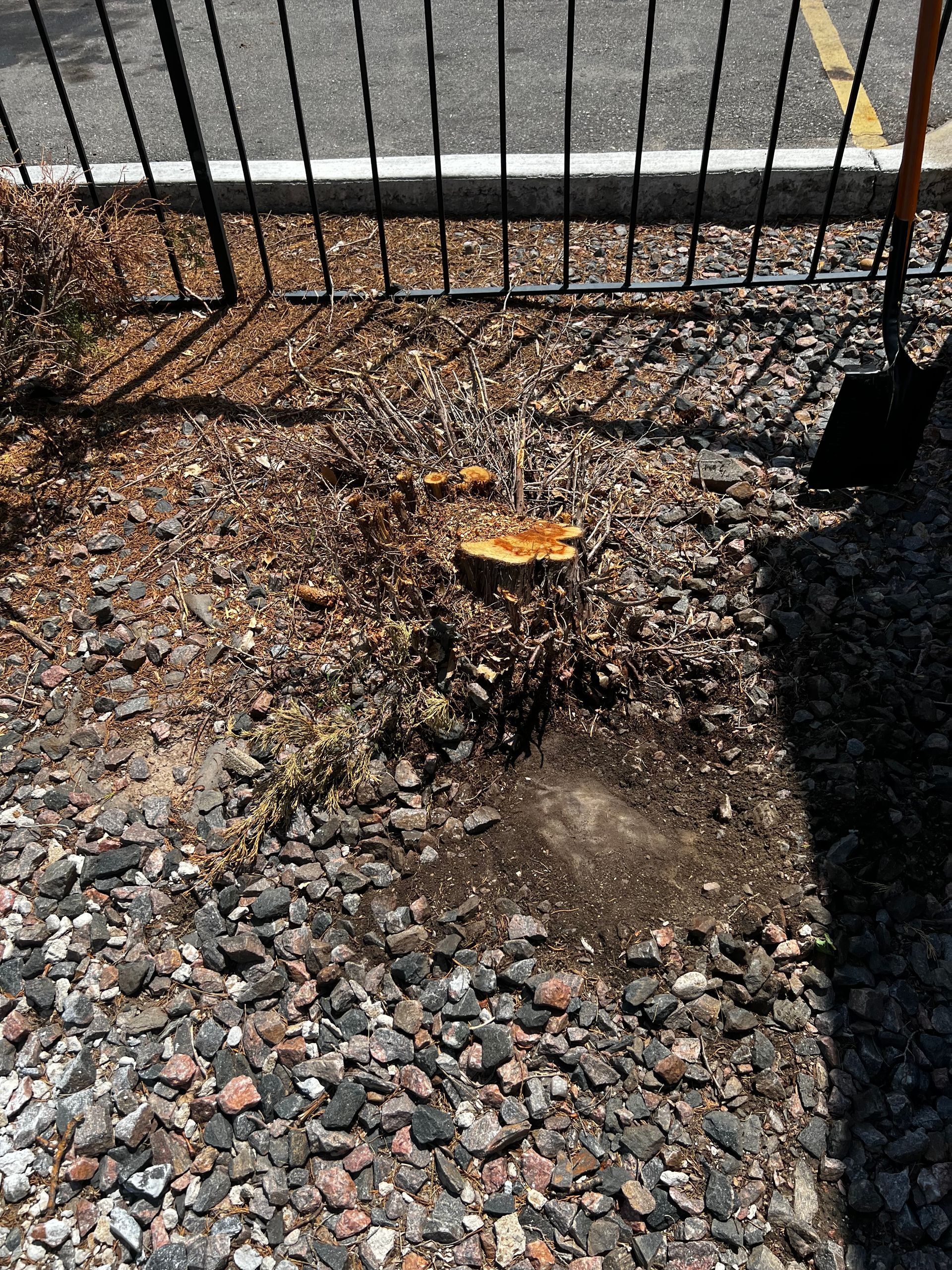 Arborist Cutting A Branch — Denver, CO — Moore Stump Removal