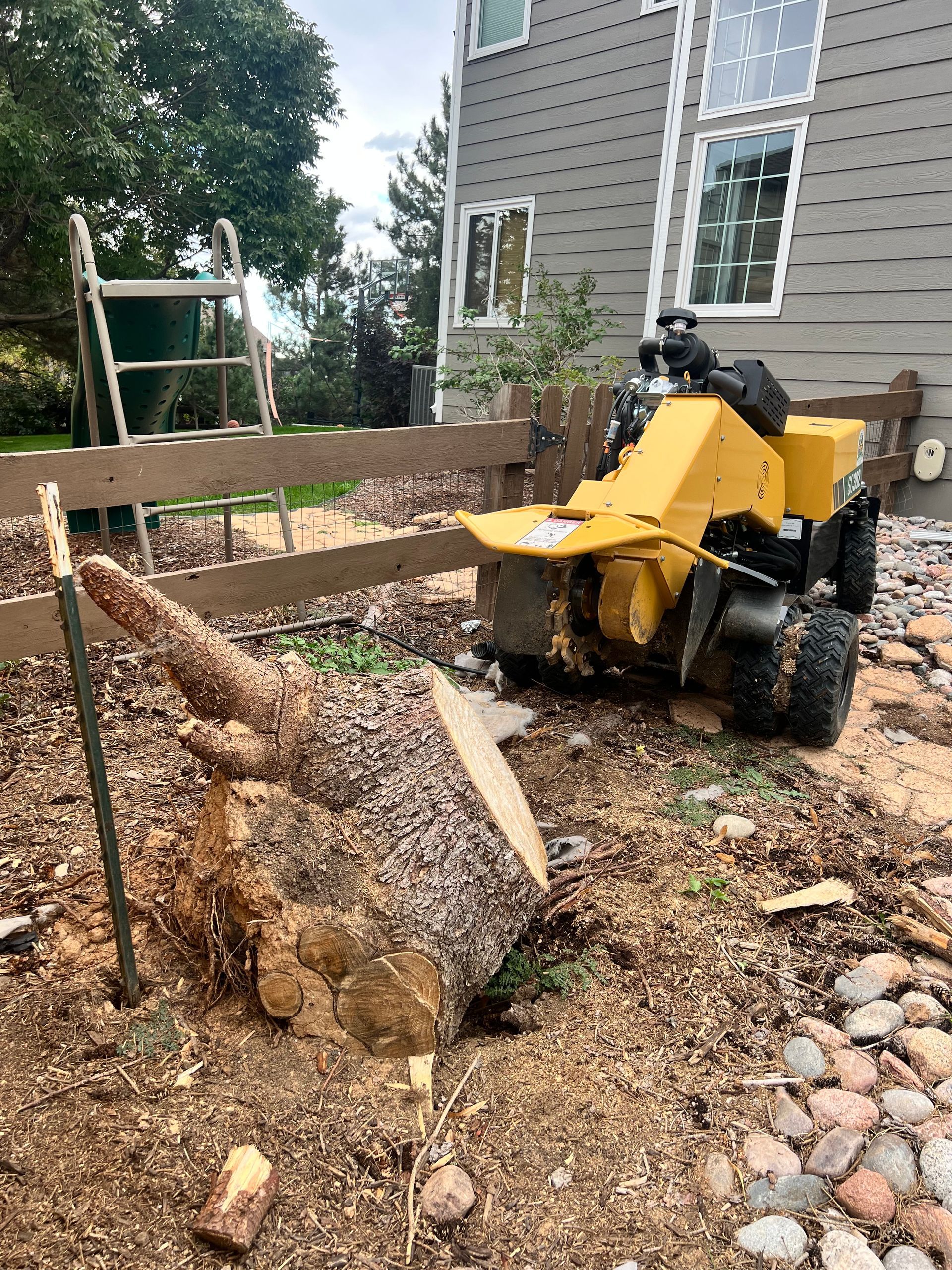 A tree stump in a field with a pile of wood chips in the background