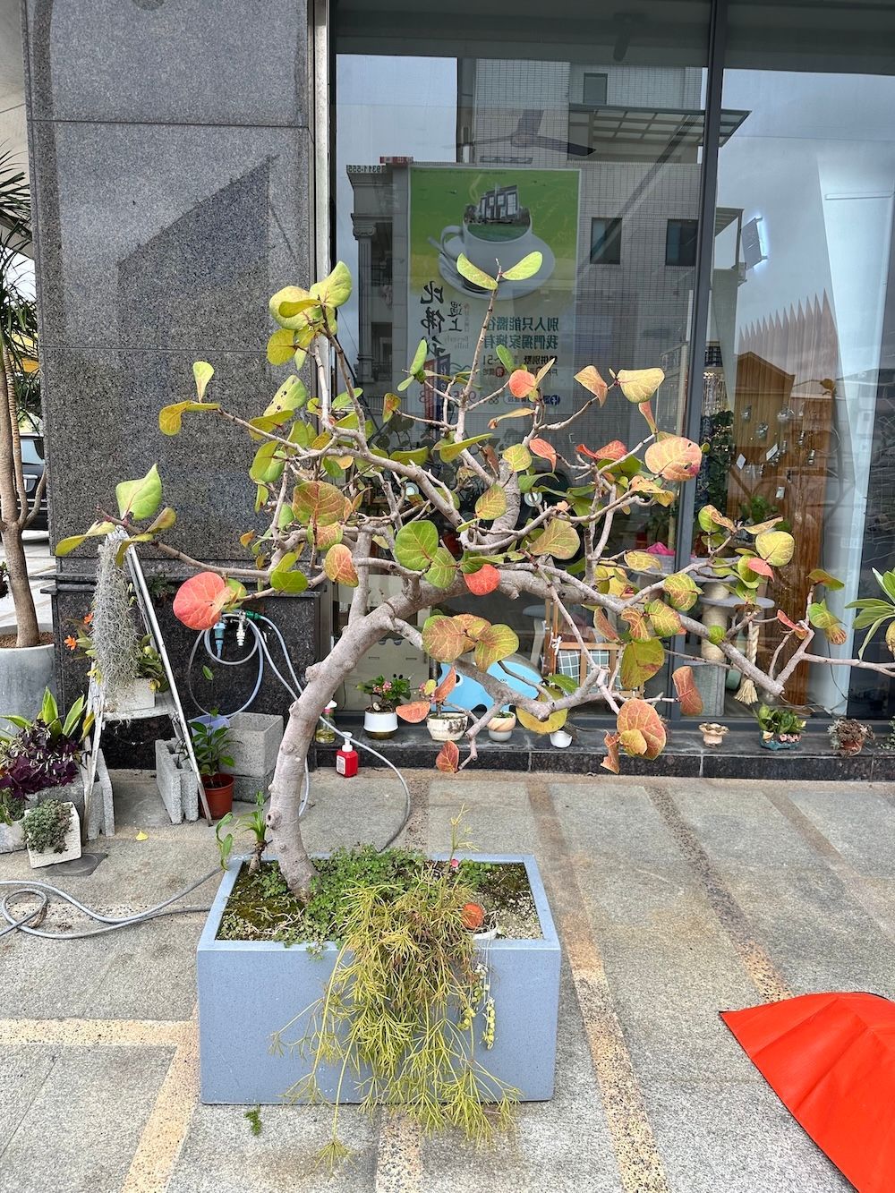 換盆前：植物根系擠在硬化的舊介質中