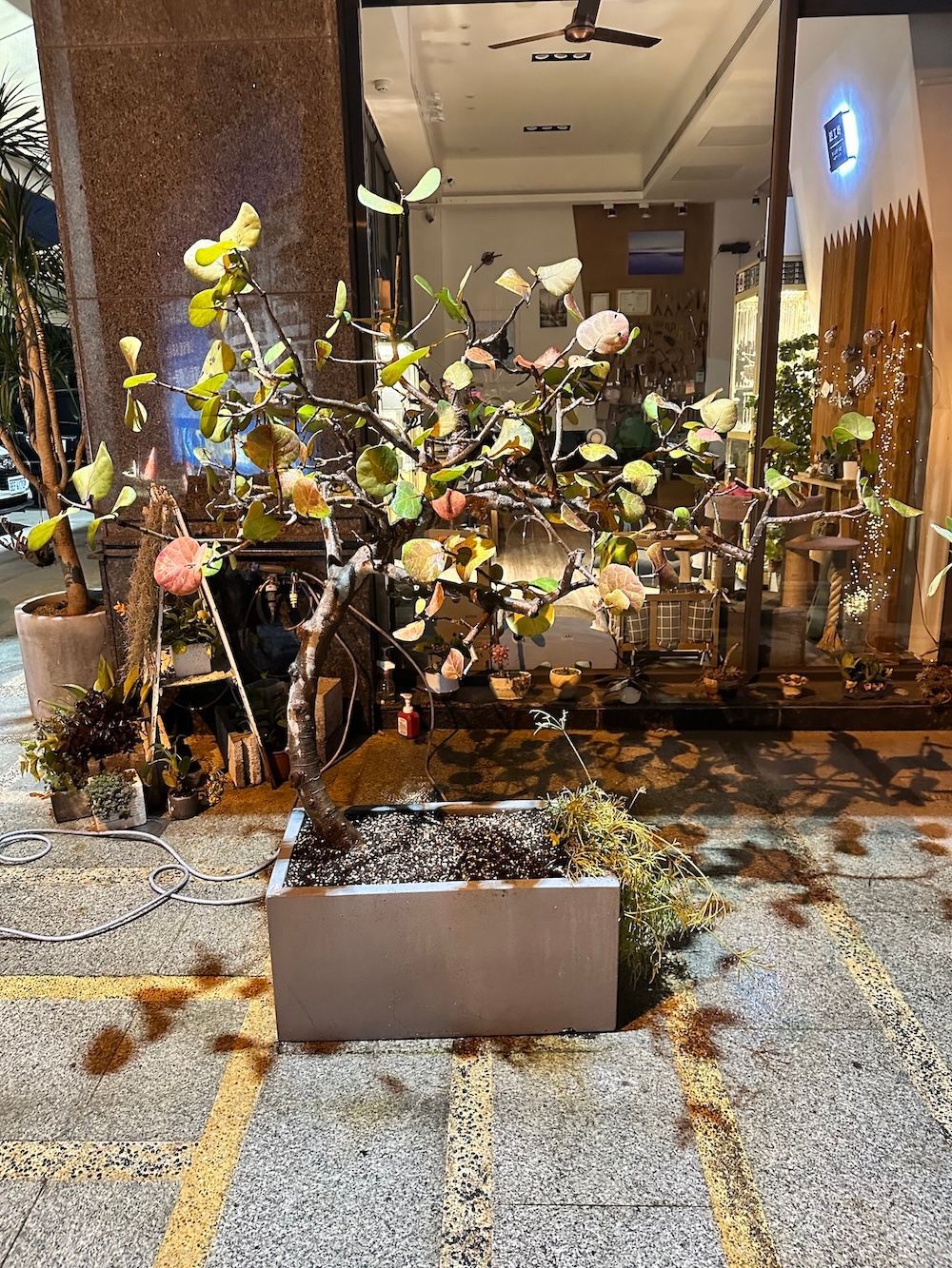 換盆後:清除老化介質並換上新介質,根系重新伸展