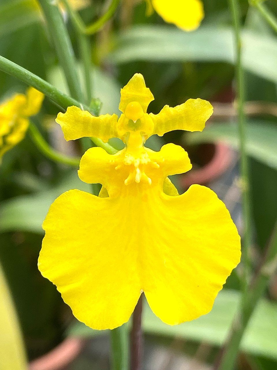 蘭花