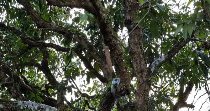 空間植栽布置服務|貓貓啃地園藝工作室