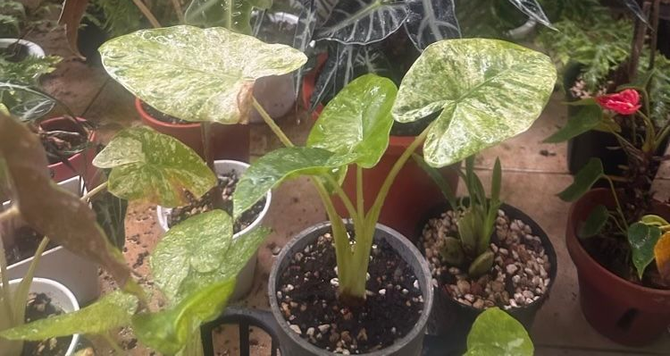 植物與庭園維護服務|貓貓啃地園藝工作室