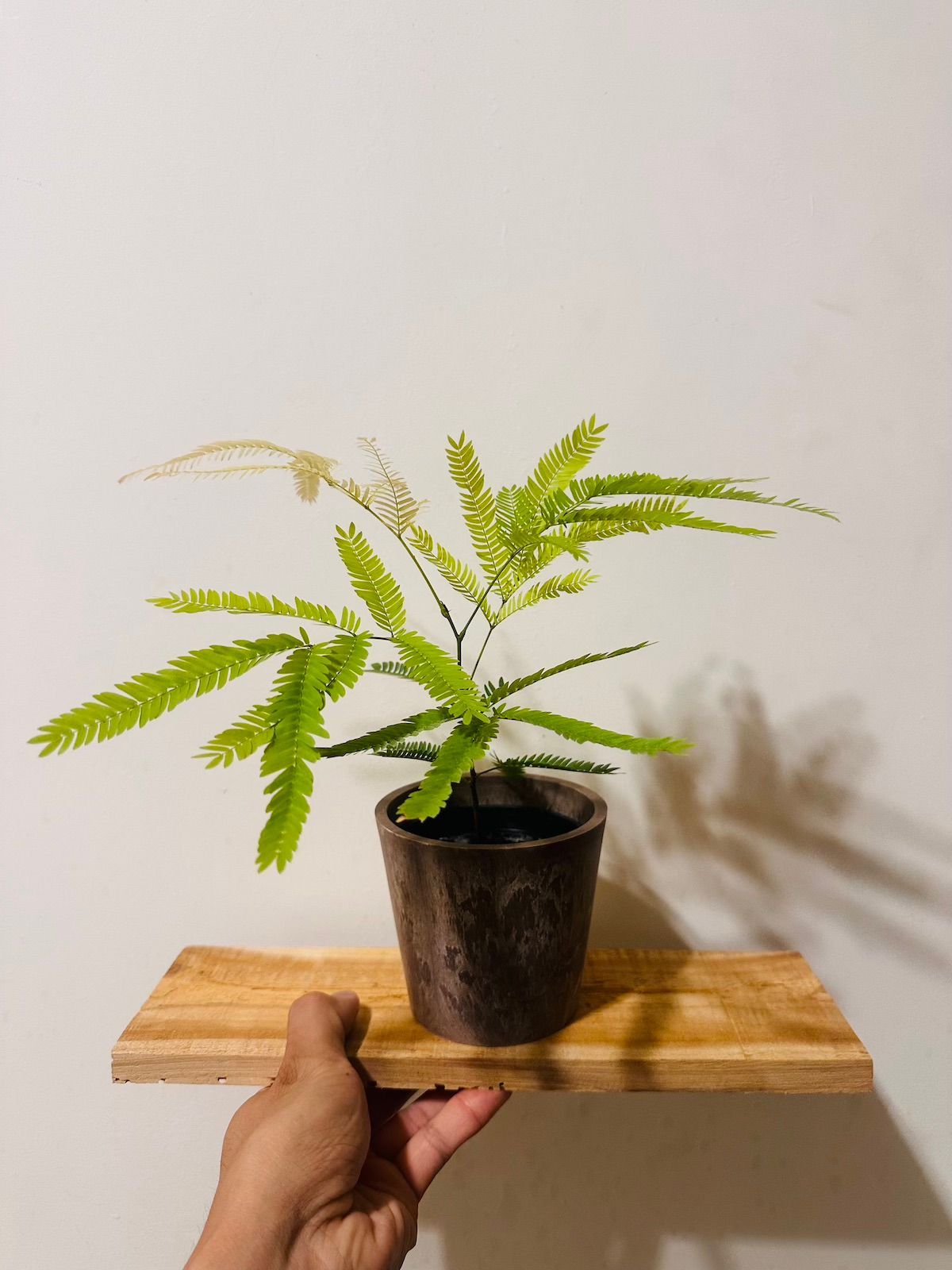 小豆樹(耐陰植物)-4吋礦紋盆｜居家擺設情境