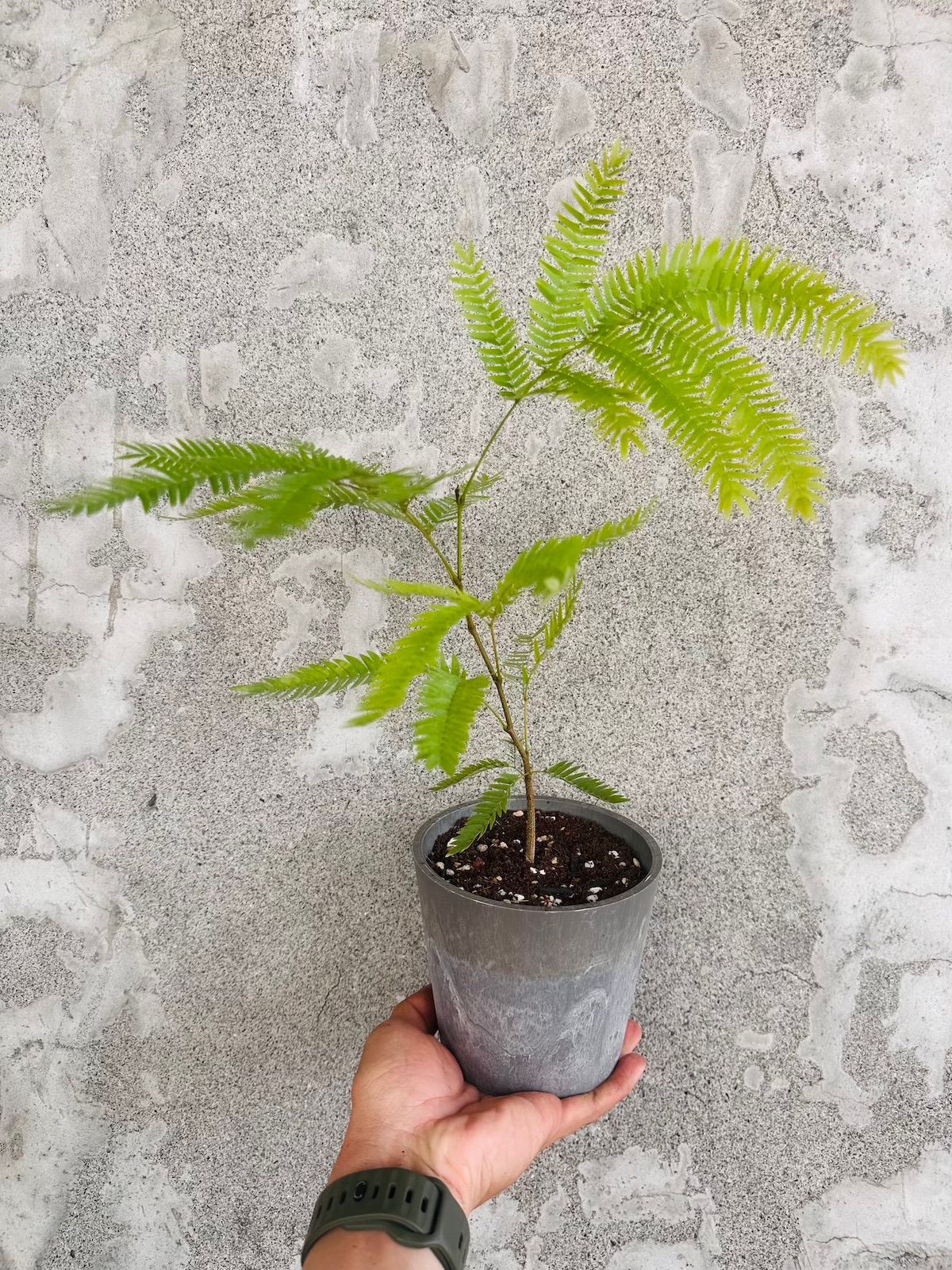 小豆樹(耐陰植物)-4吋礦紋盆｜鐵灰盆
