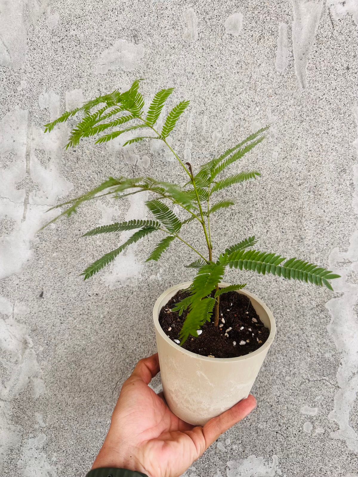 小豆樹(耐陰植物)-4吋礦紋盆｜米白盆