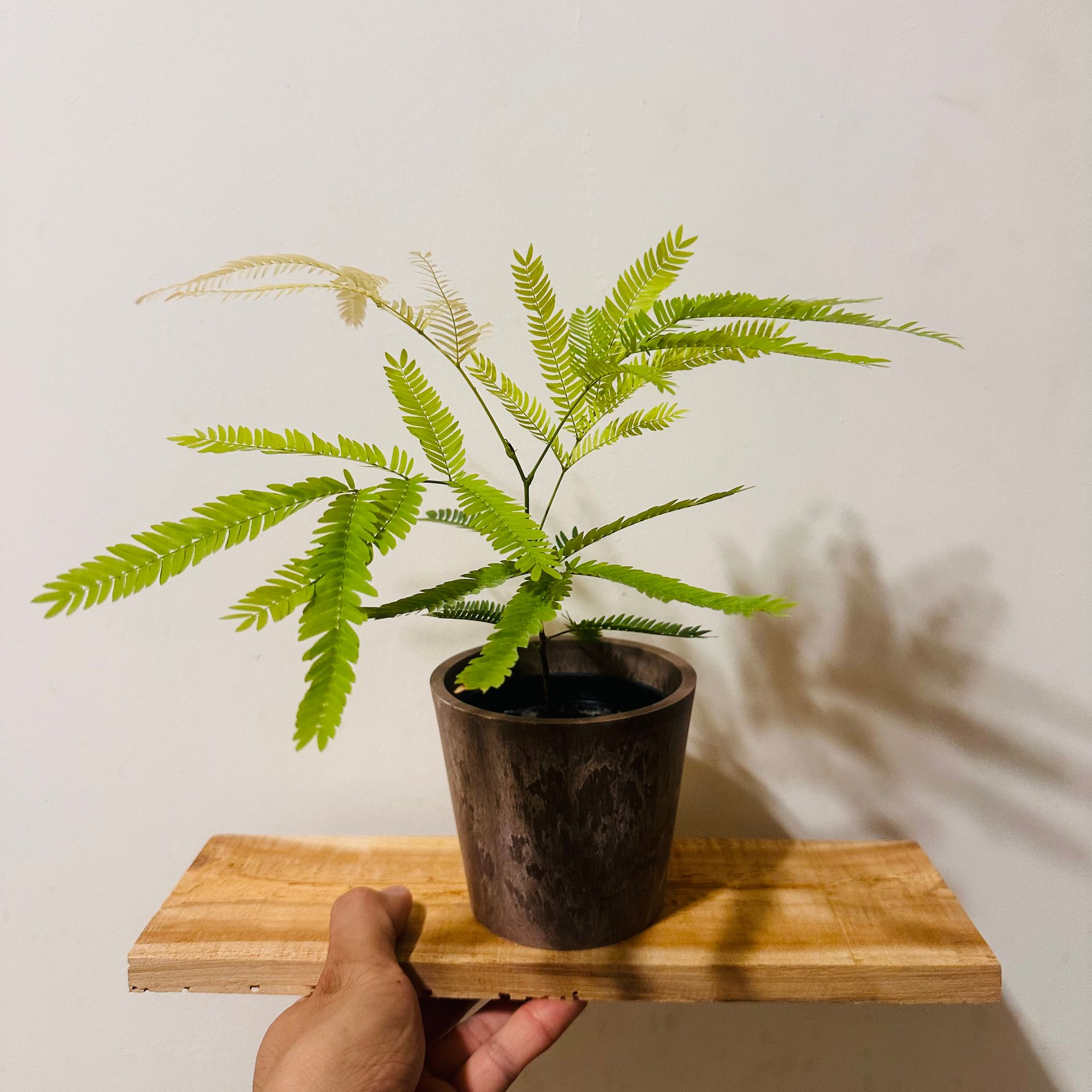 手捧小豆樹盆栽放在木板上，貓貓啃地園藝工作室