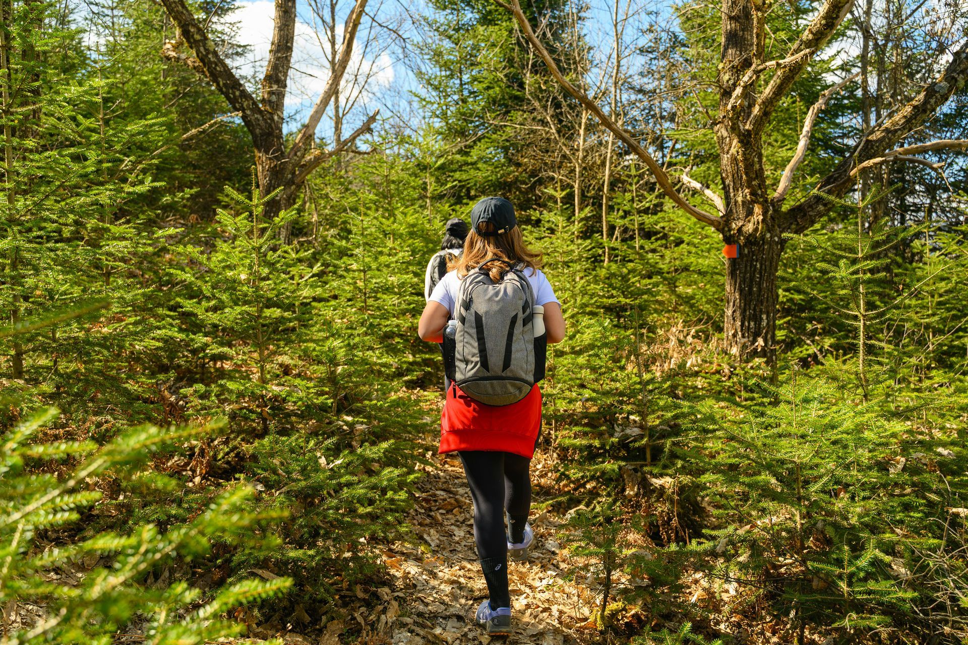 A hiker wearing a black cap and a grey backpack walking along a dirt trail winding through a sunny green forest.