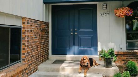 Family dog relaxing at home near new windows