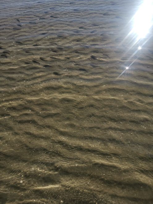 pesci a riva