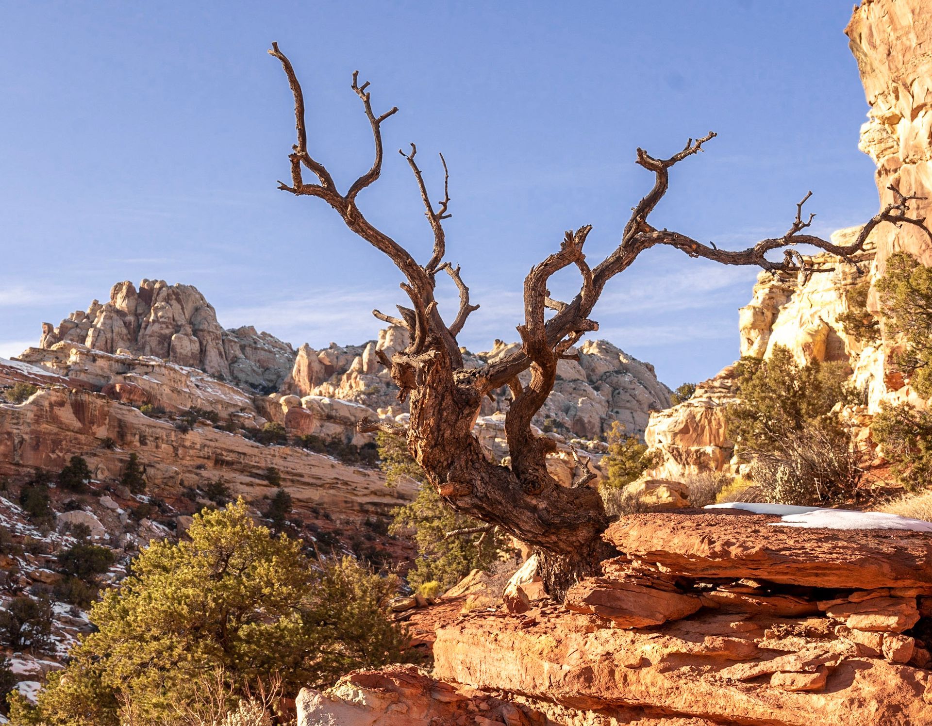 a dead tree sprawling out over red rocks