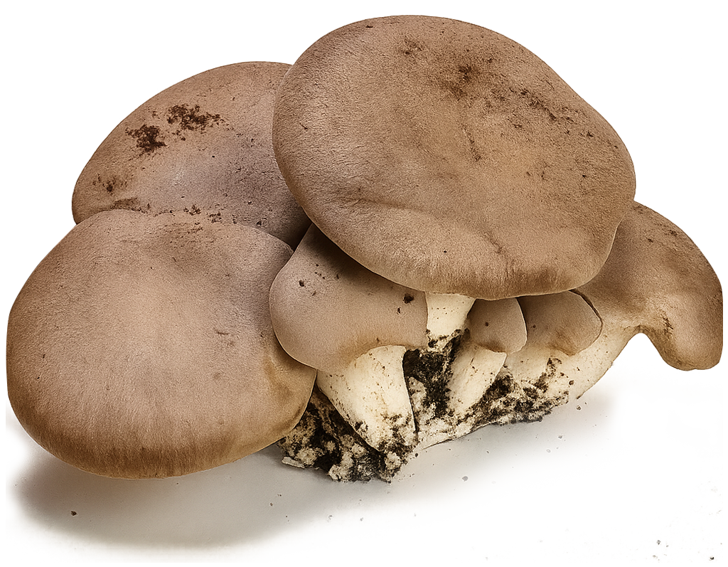 Funghi ostrica marroni raggruppati insieme, con cappelli color nocciola chiaro e lamelle bianche a strati.