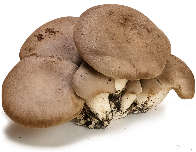 Funghi ostrica marroni raggruppati insieme, con cappelli color nocciola chiaro e lamelle bianche a strati.